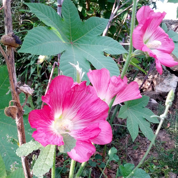 three pink flowers with leaves around them on a plant