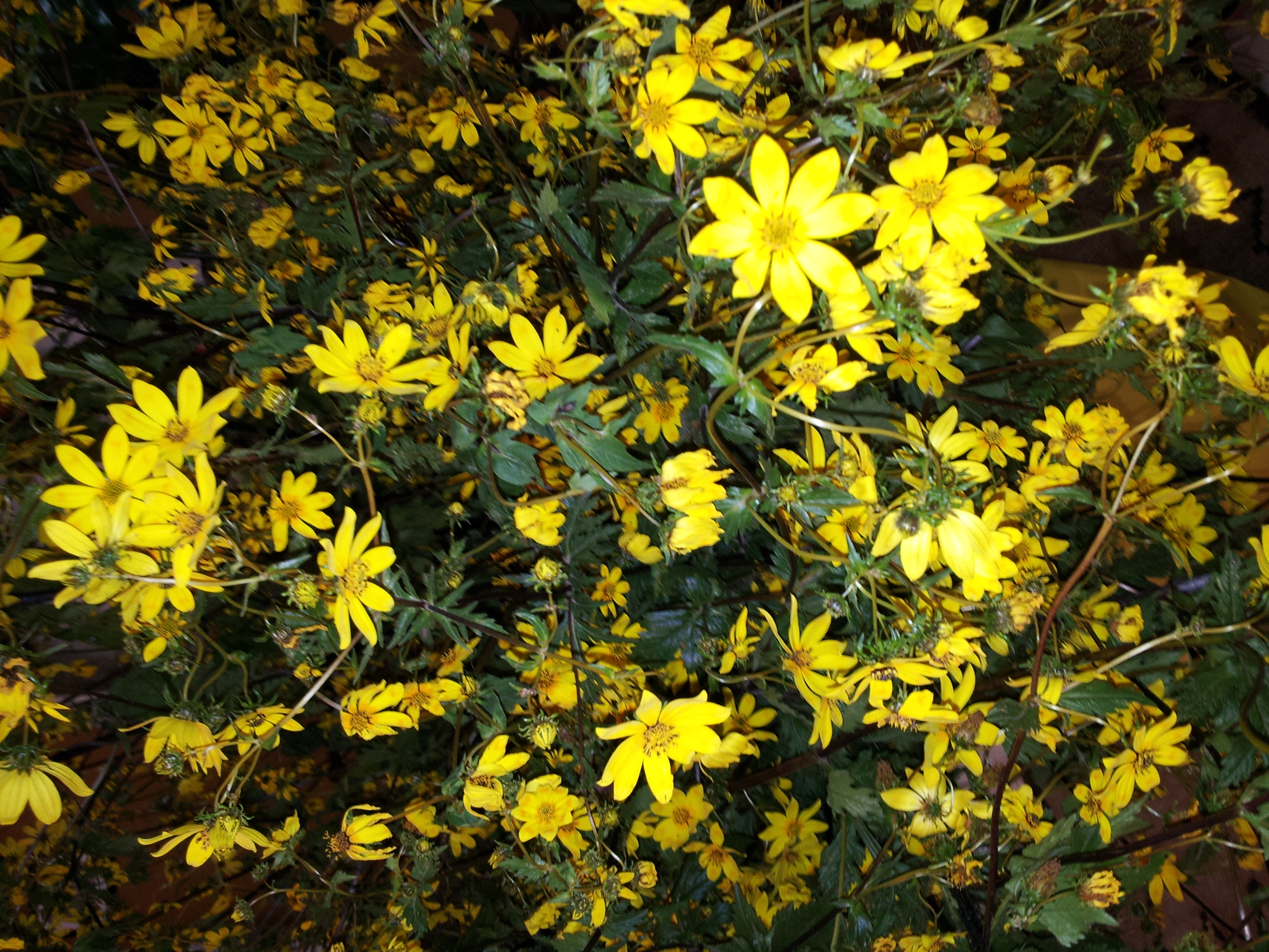 yellow flowers all over the place are blooming