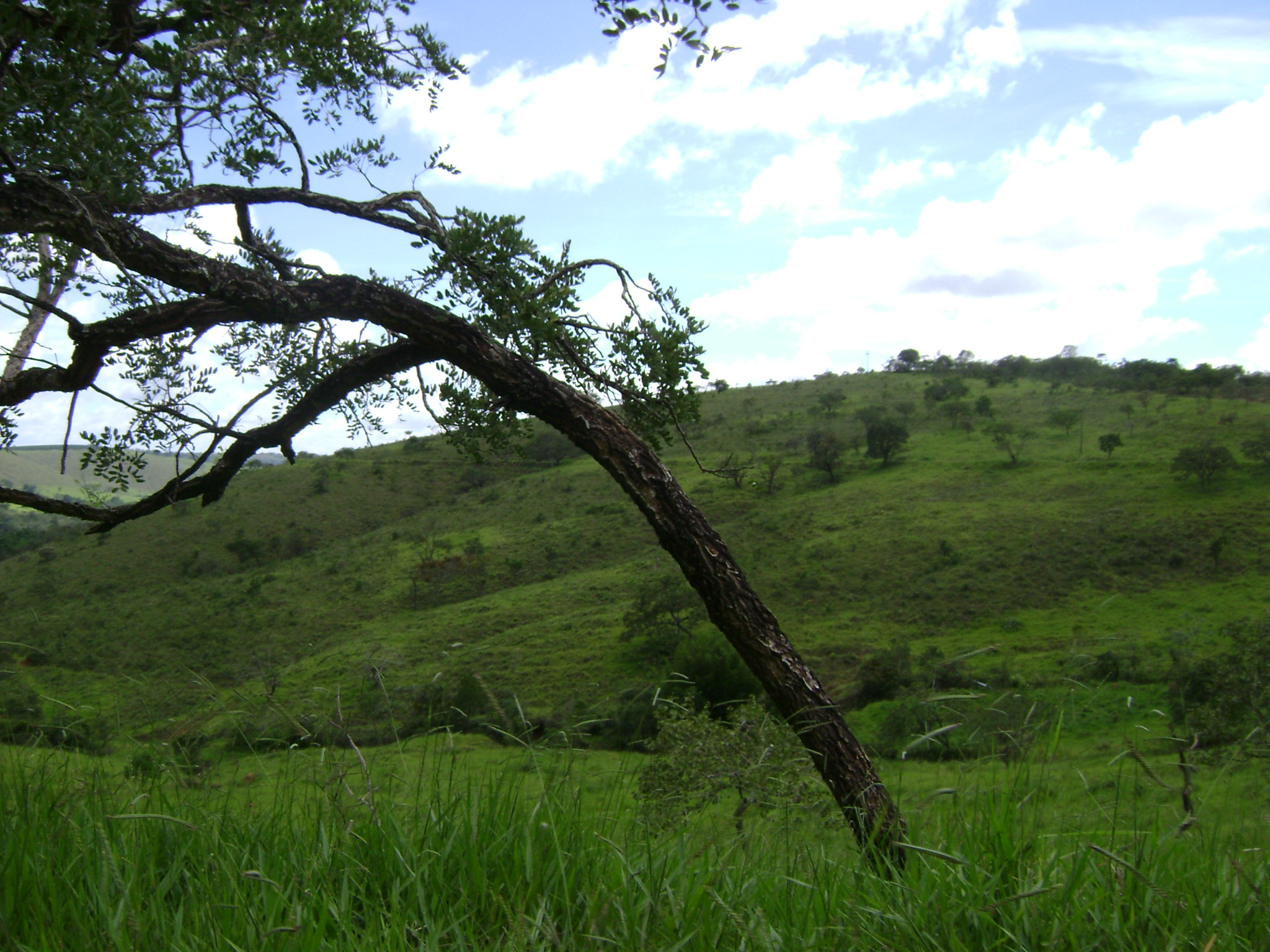 a tree leaning against a grass covered hillside