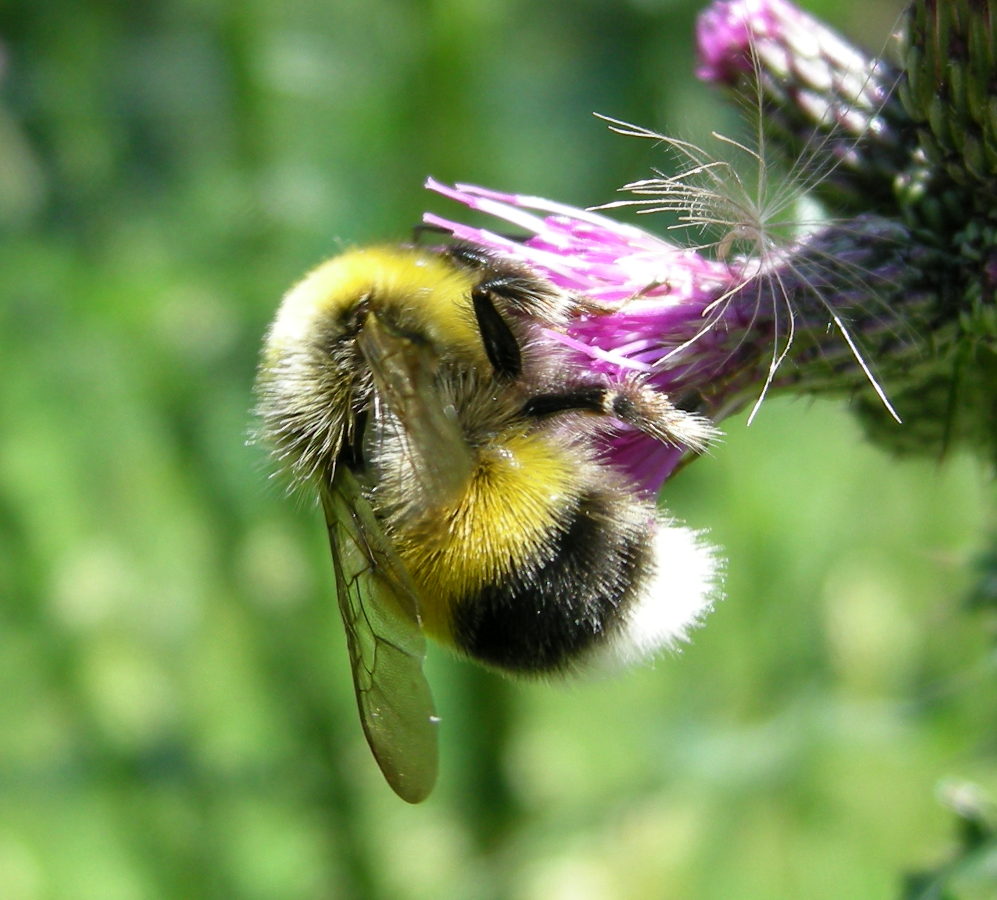 a close up of a bee on a purple flower