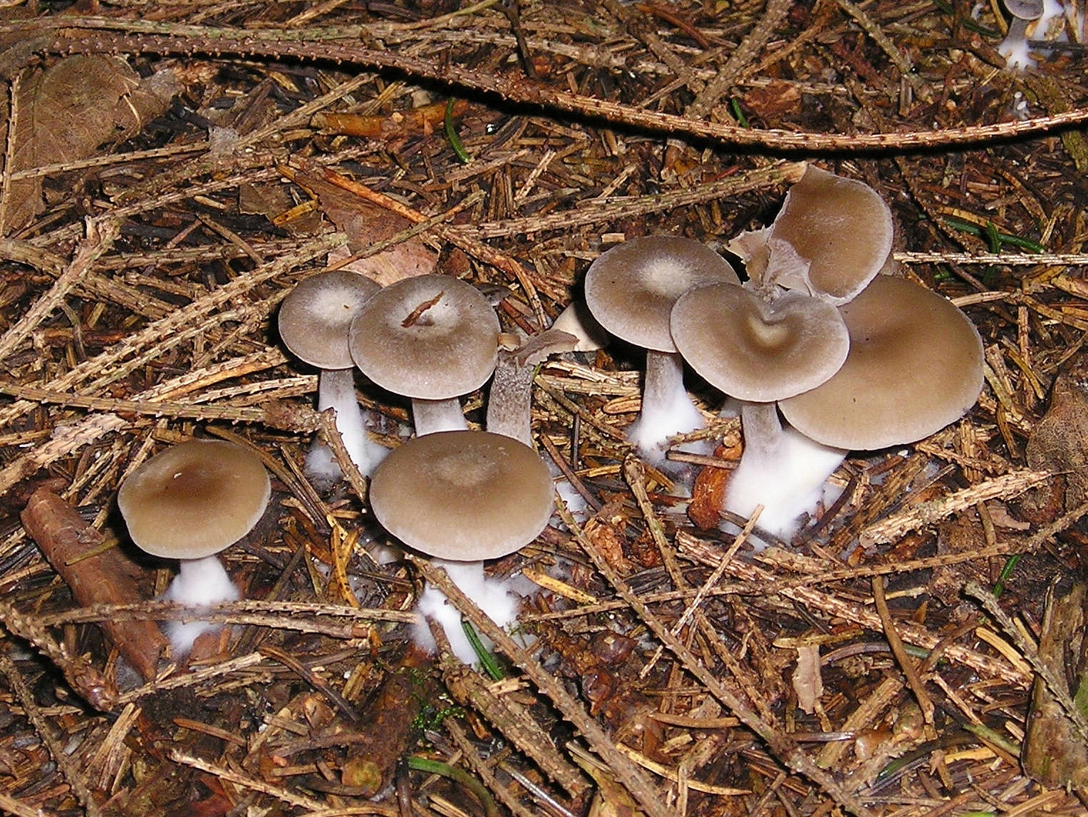 group of mushrooms in a grass field with dirt and sticks