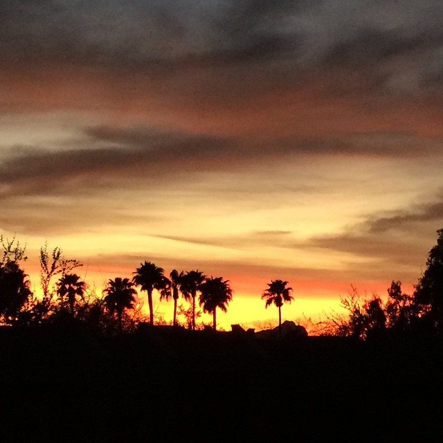 sunset and silhouettes of palm trees in desert