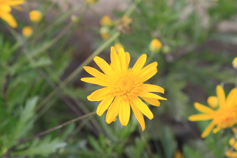 the flower is very bright and yellow in its blooming stages