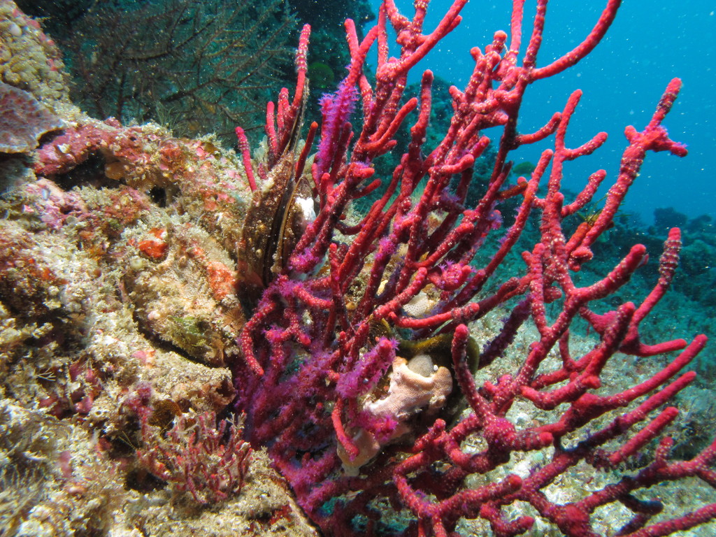 an underwater view of corals and sponge coral