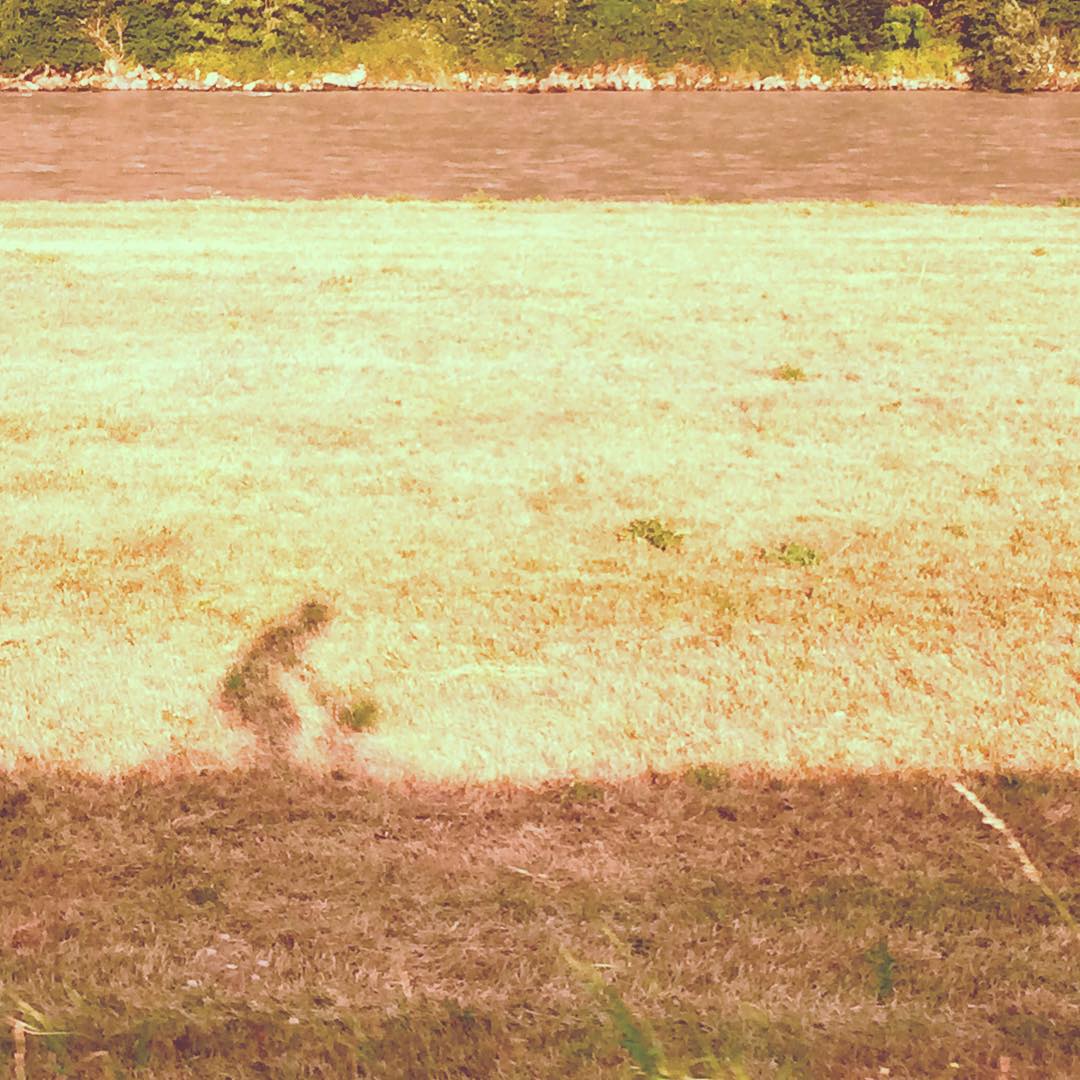 a man standing on grass next to a field with a fire hydrant