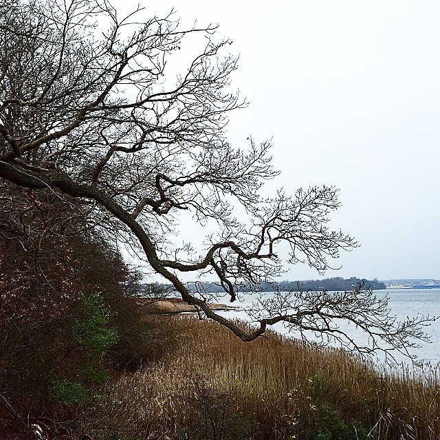 a large bare tree with water in the background