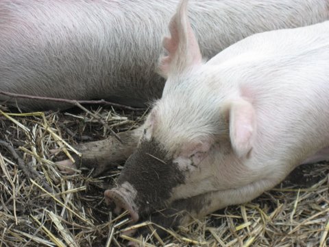 two pigs lying next to each other on some hay