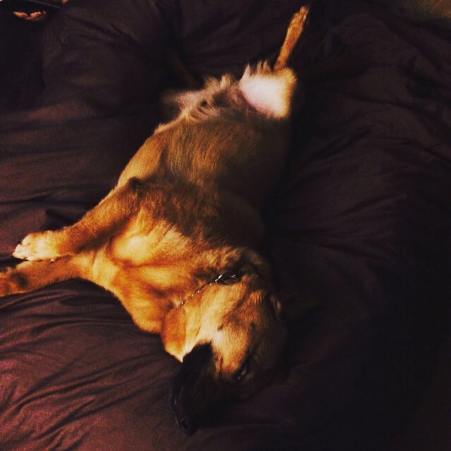 a dog is laying on his back on the bed