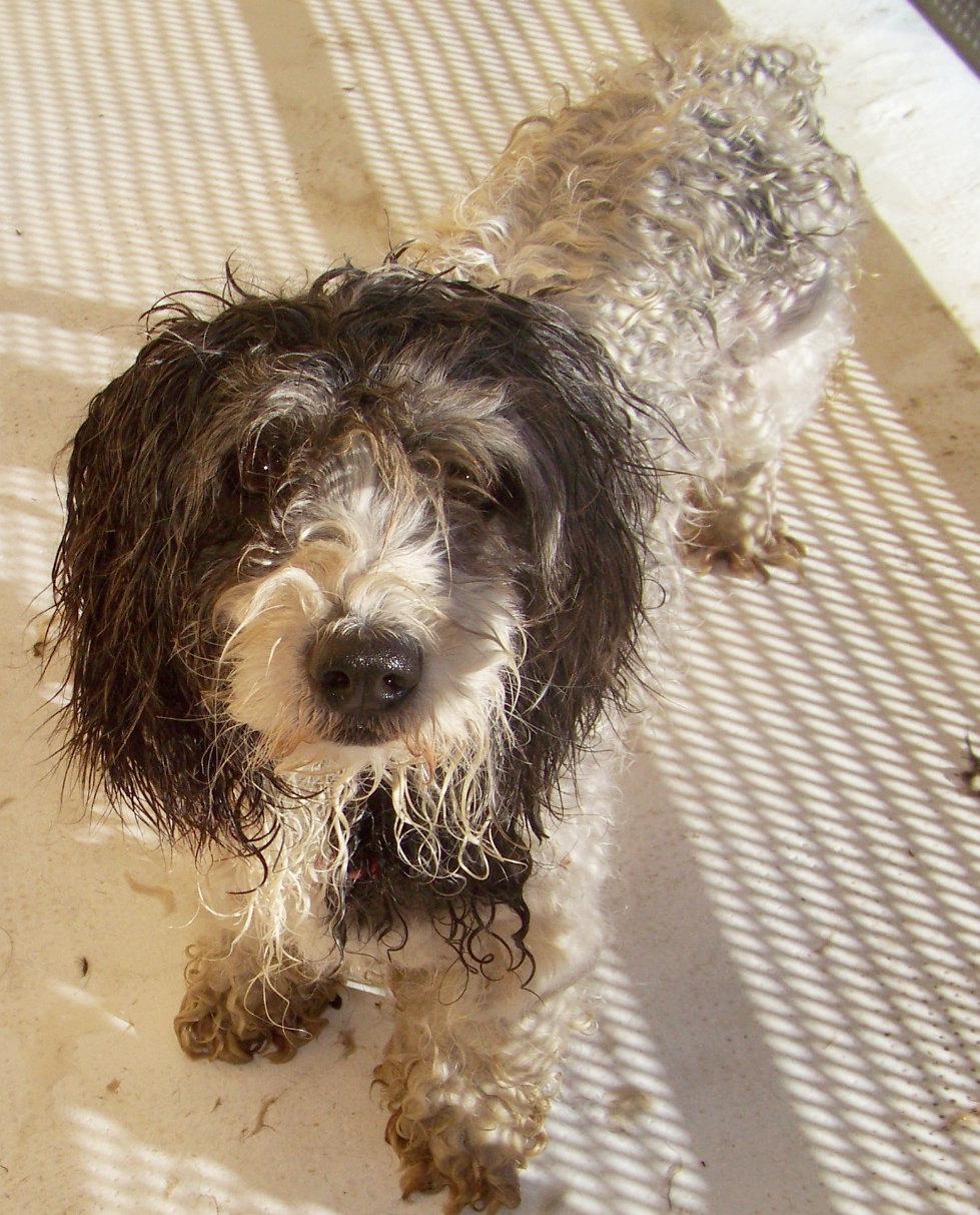 a wet dog looking up from the snow on the ground