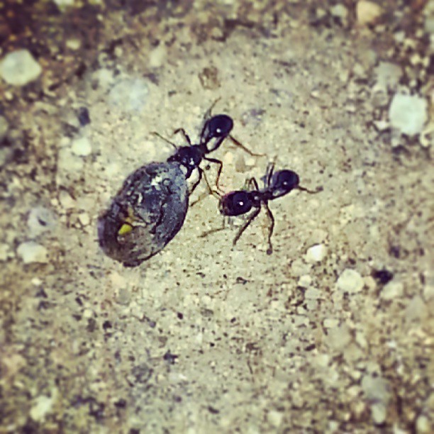 two black ants are looking at each other in the dirt
