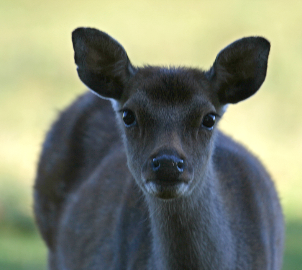 the young deer looks intently into the camera