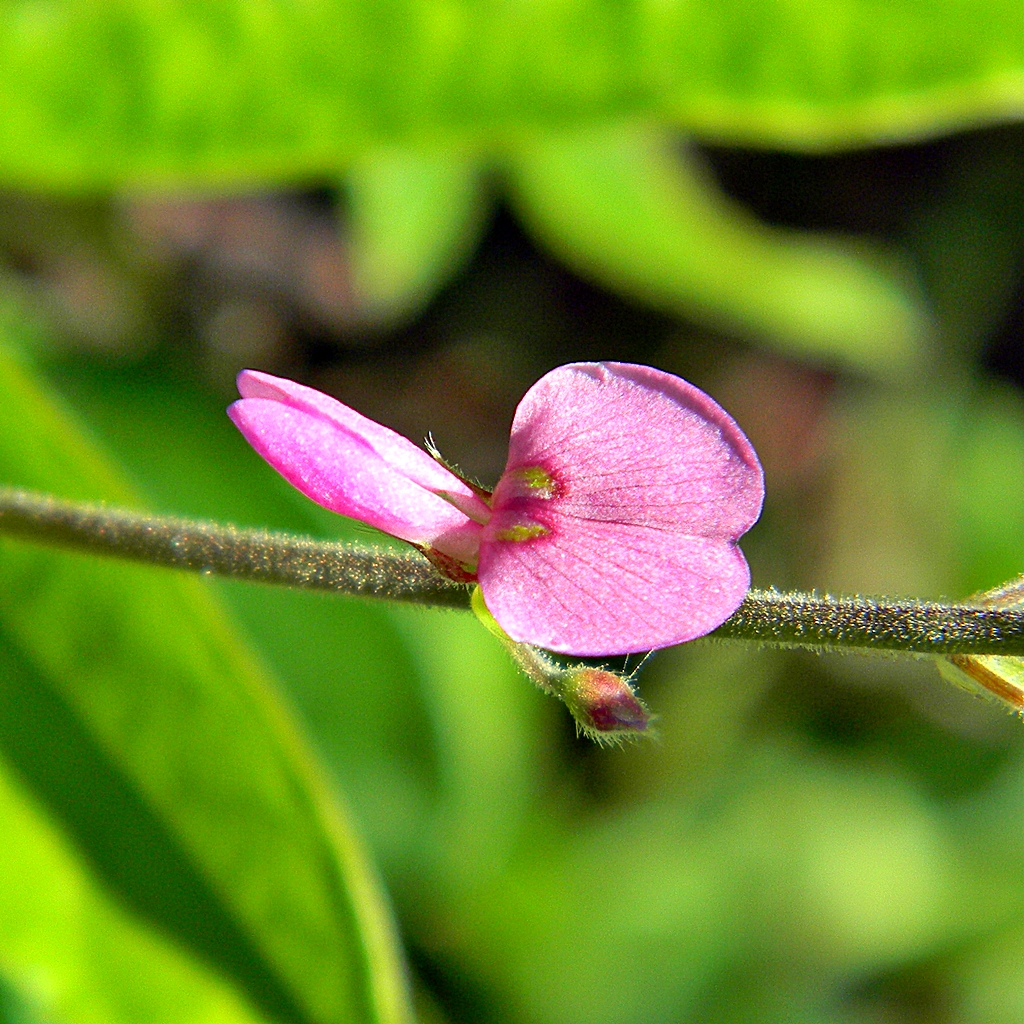 a single pink flower on a green stem