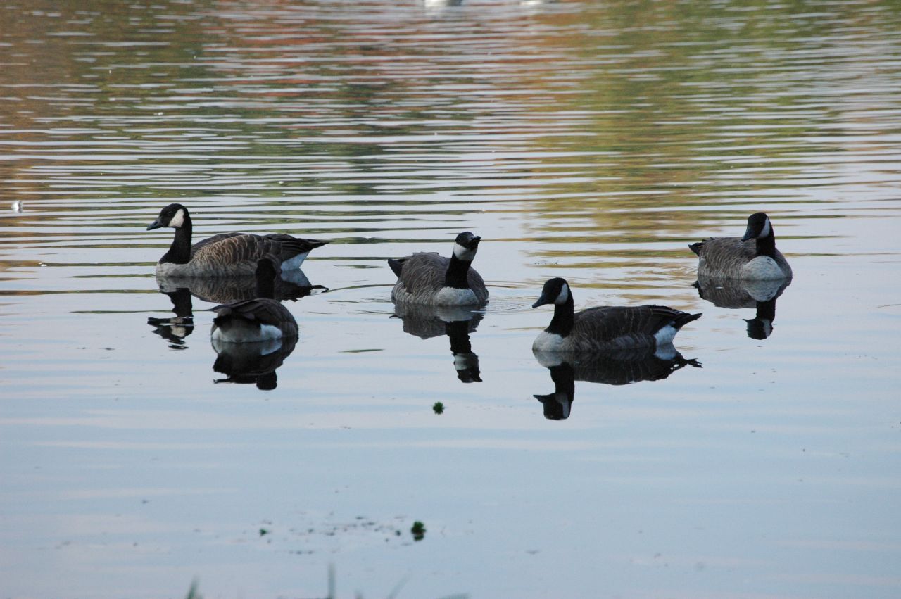 several ducks swim on the water while standing