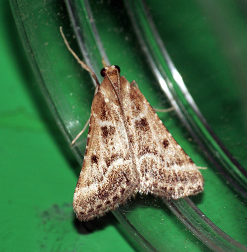 the small moth has long, thin brown legs