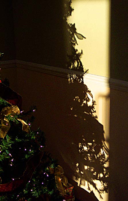 the shadow of a christmas tree in a house