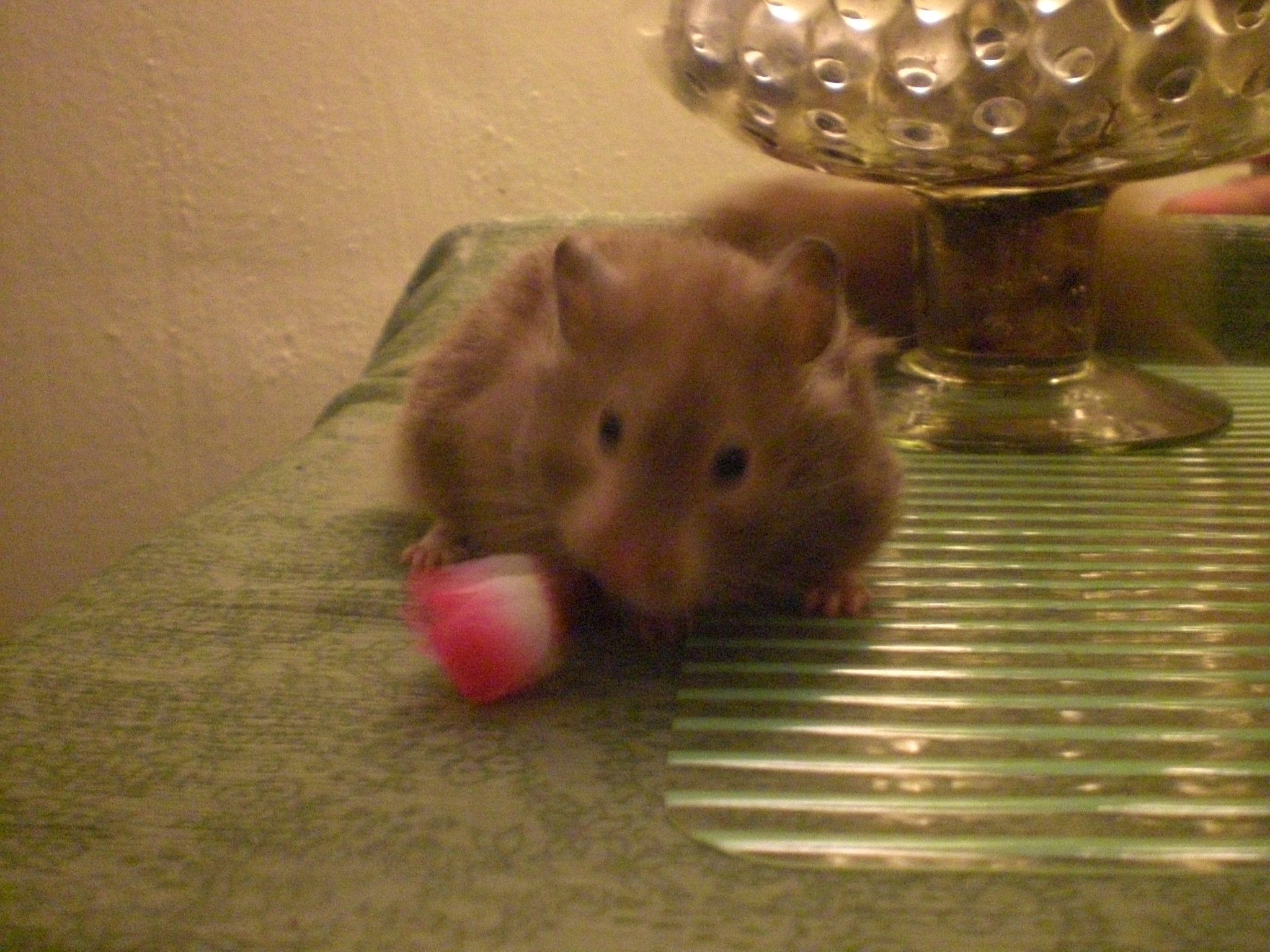 a hamster is resting on a towel under a shiny table lamp