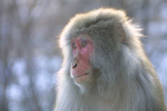 a monkey staring at soing with a blurry background