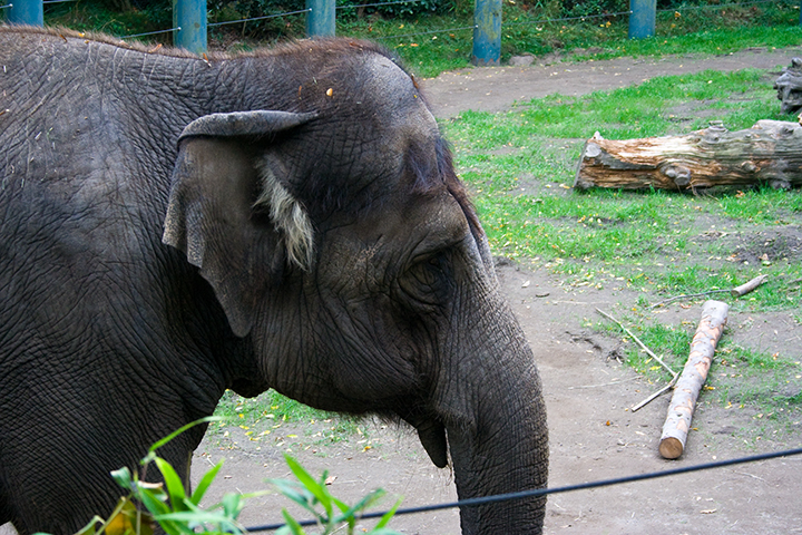 an elephant walks by in a fenced area near some rocks