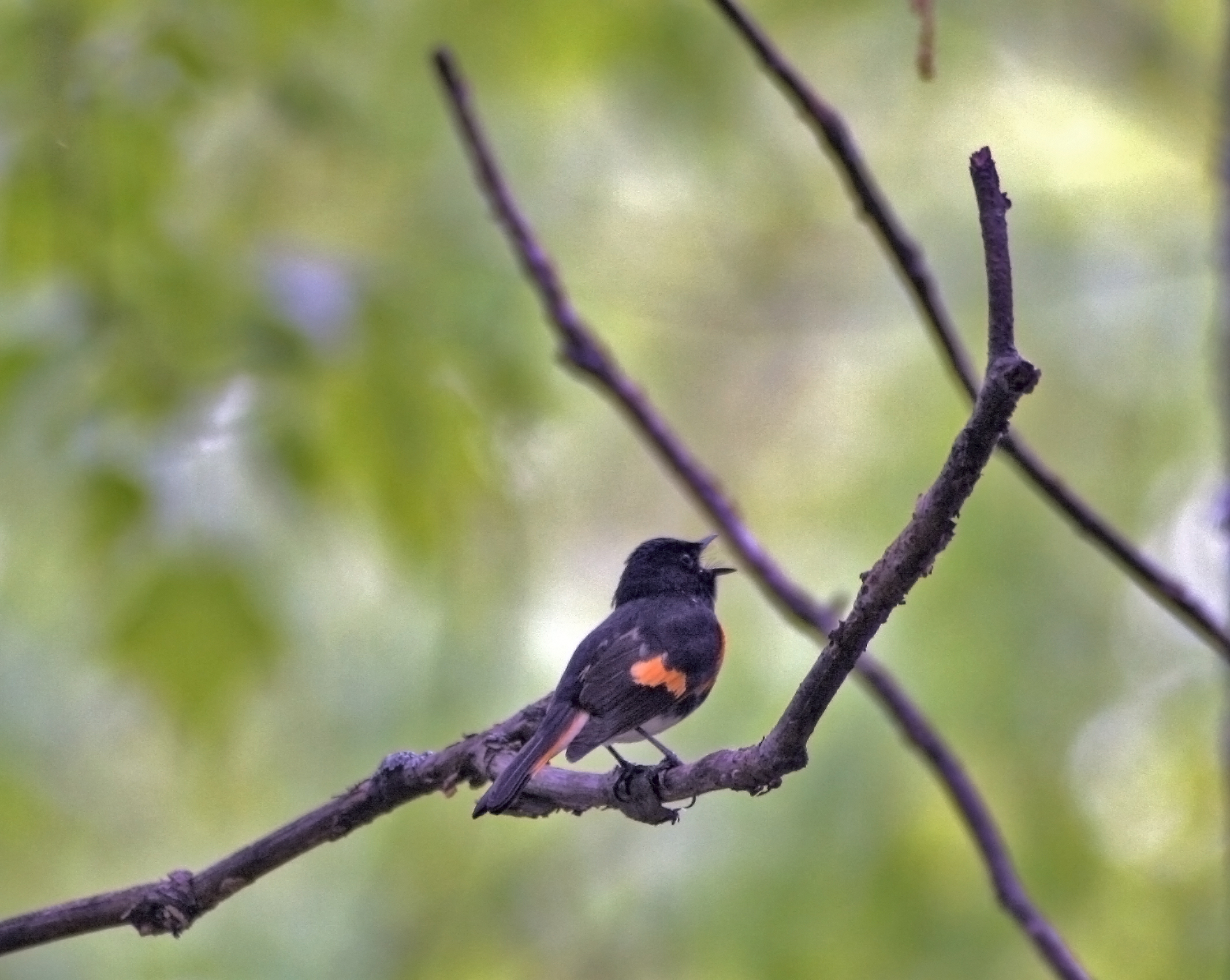 there is a black bird sitting on a nch