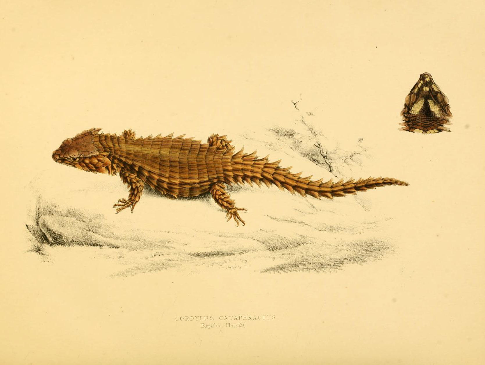 a sketch shows an orange lizard and a slug crawling on sand