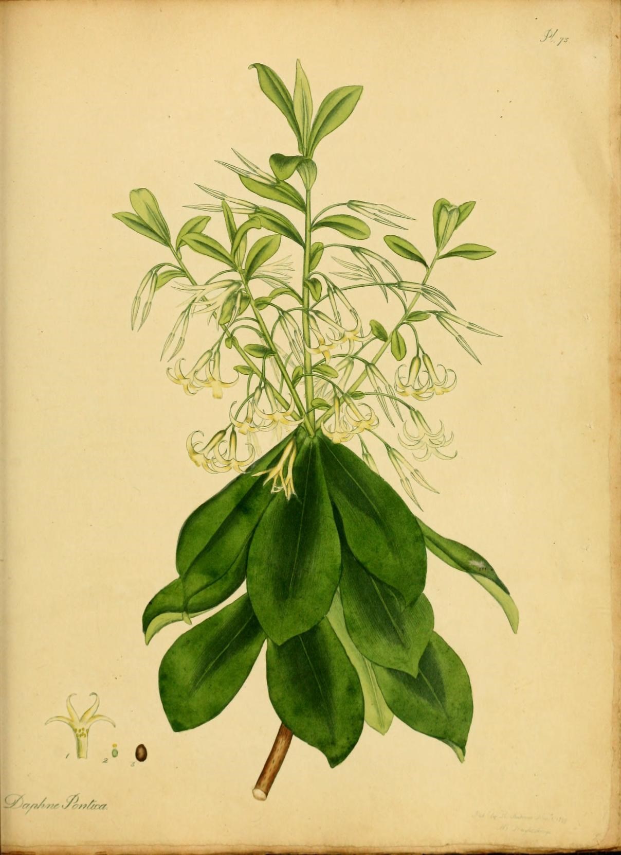 a watercolor drawing of green leaves and white flowers