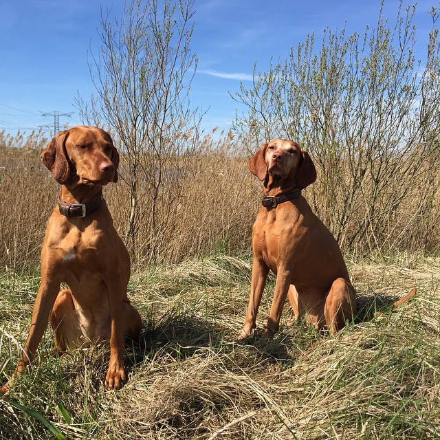 two brown dogs sitting next to each other on top of a grass covered field