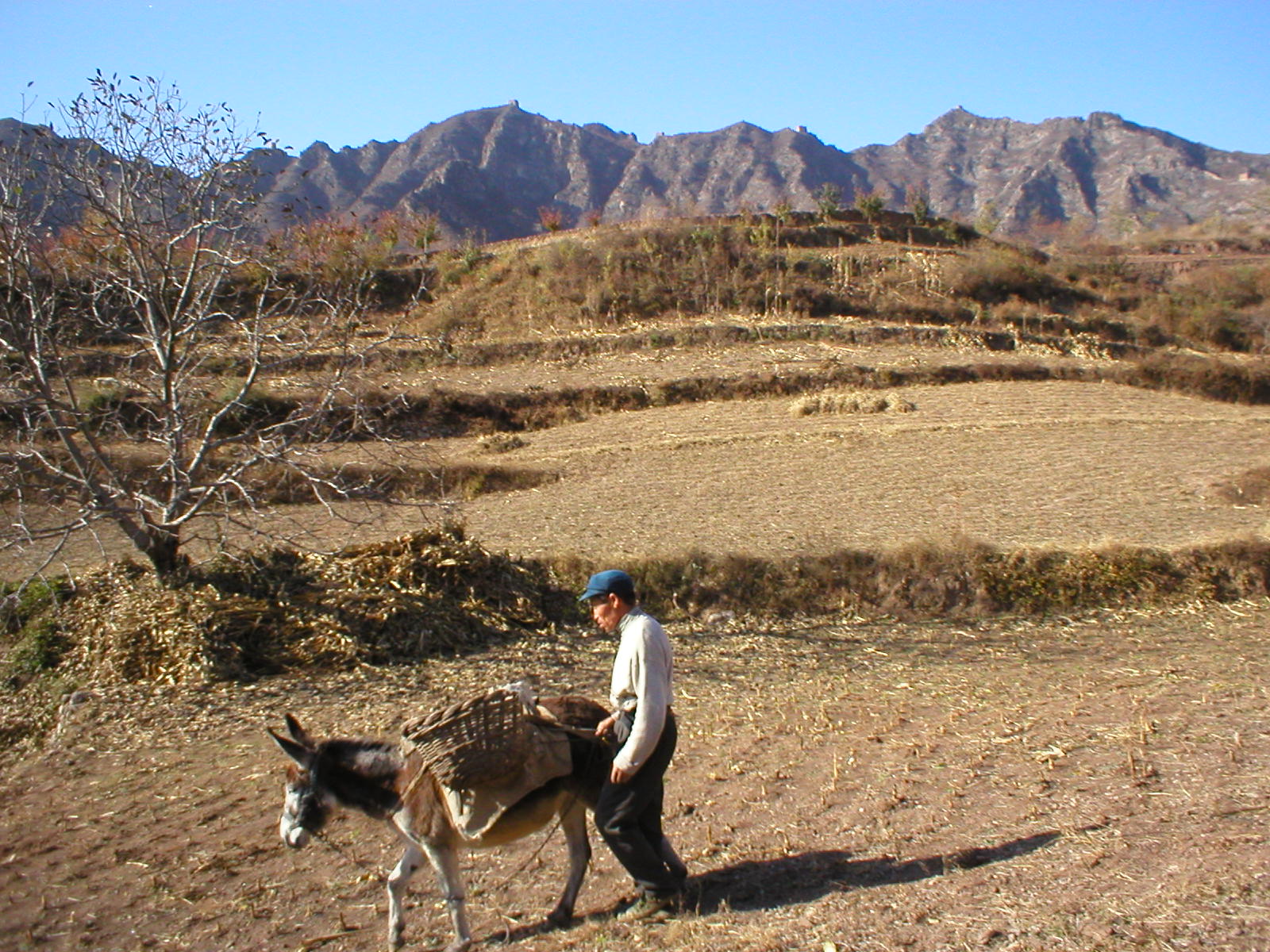 a man walking on a path near a donkey