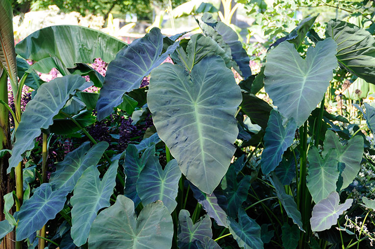 there is green plants next to each other in the garden