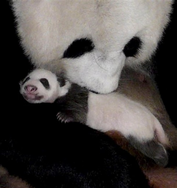 a mother panda bear cuddles her cub at the zoo