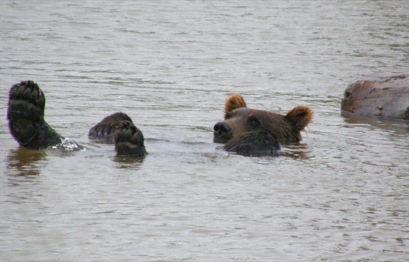 two bears are swimming and some rocks