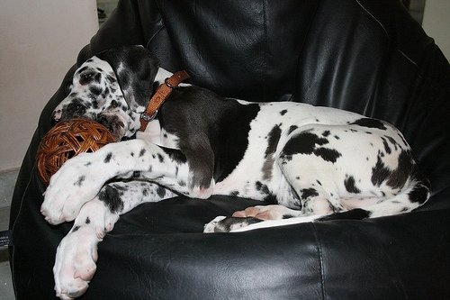 a black and white dog resting in a leather chair