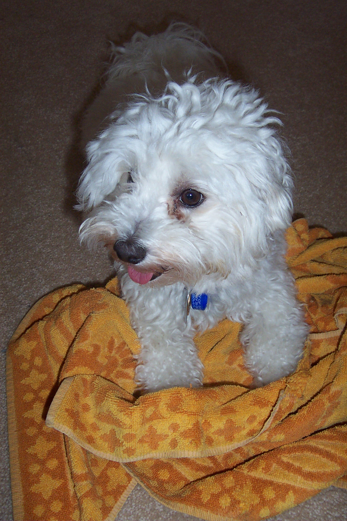 a small white dog sitting on top of a yellow towel