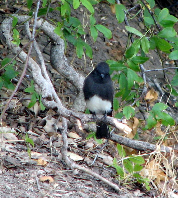 a black bird perched on a nch in the woods