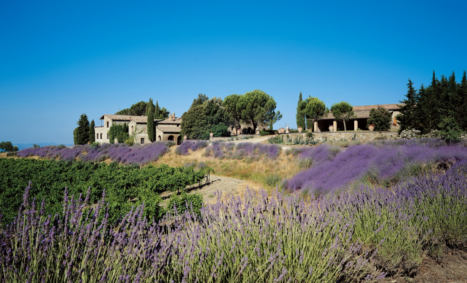 there is purple flowers in the field