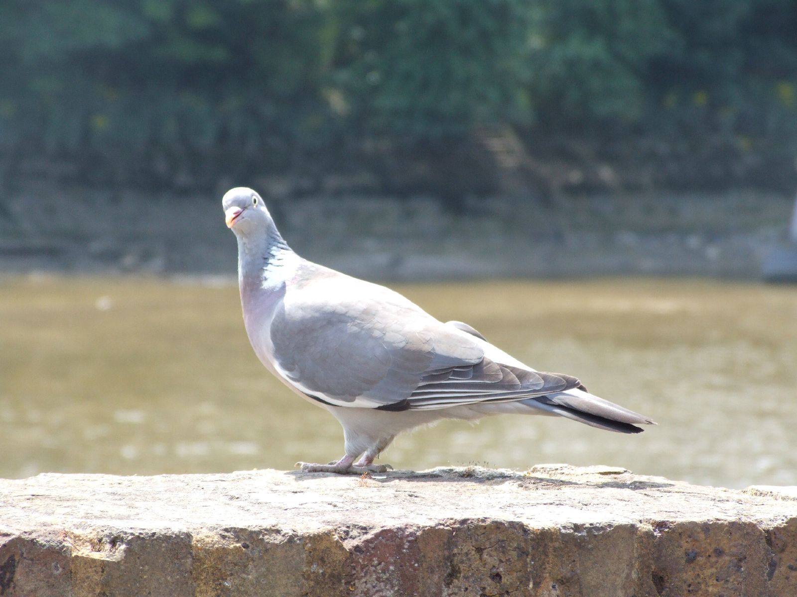 there is a small bird sitting on the ledge