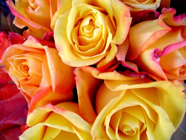 a bouquet of yellow roses with red and pink petals