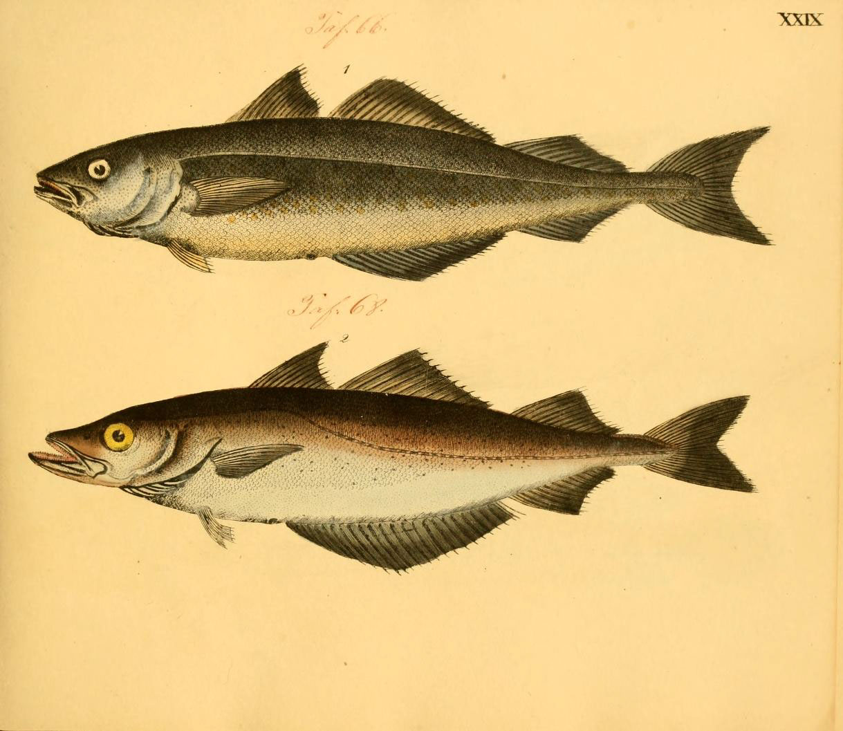 an engraving of fish on a white background