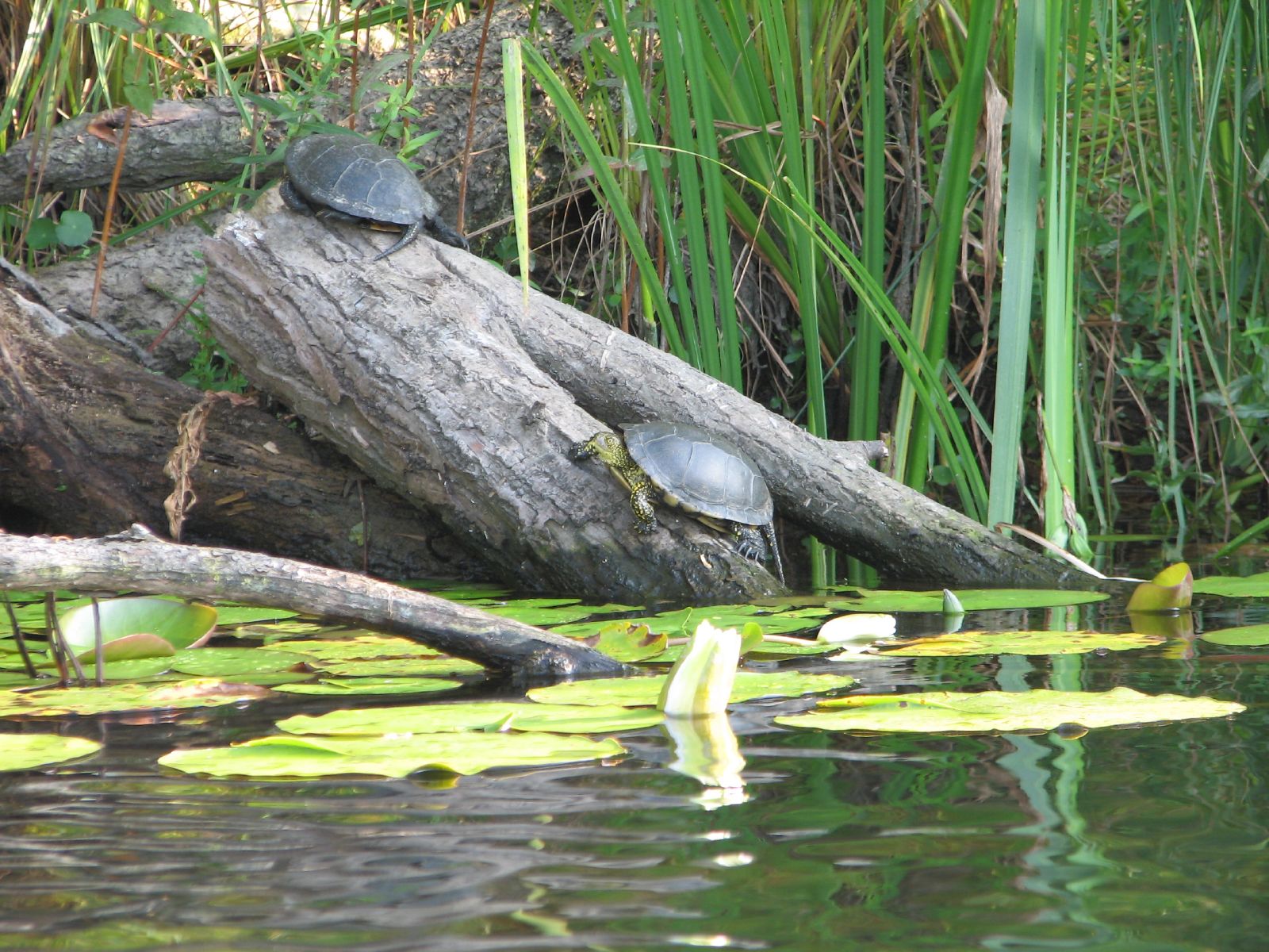 turtle sitting on log laying on top of water