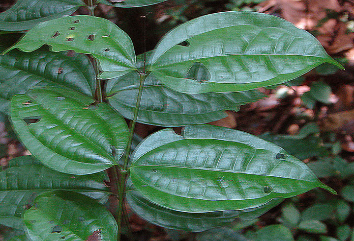 the nch of a plant with several bugs sitting on it