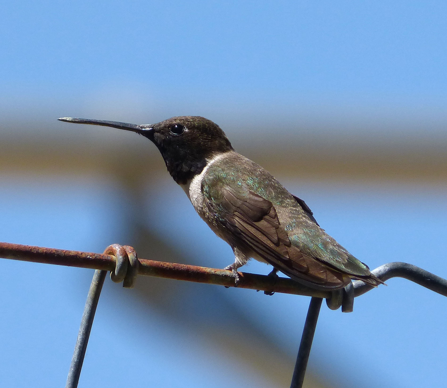 a bird perched on top of a wire