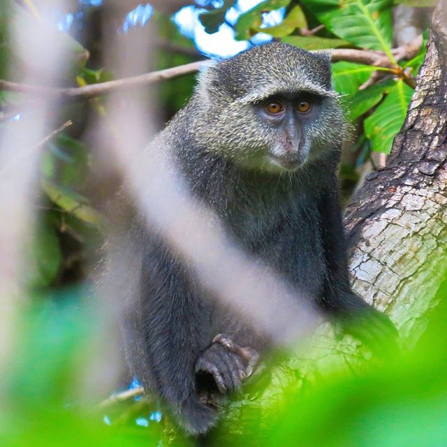 a monkey is standing on a tree limb and staring into the camera