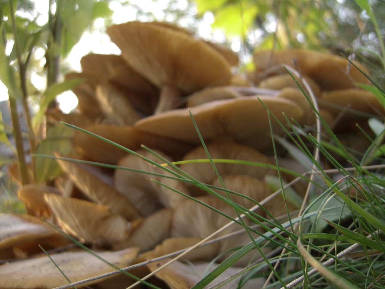 mushrooms that are on the grass and in the bush