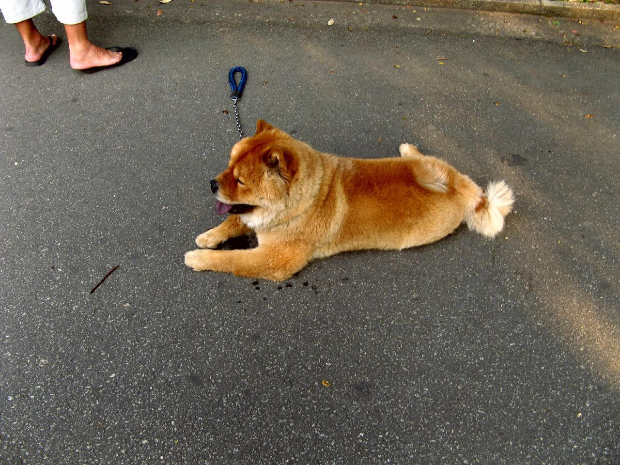 a brown dog sitting on top of a road