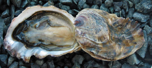 an oyster in a shell on rocks