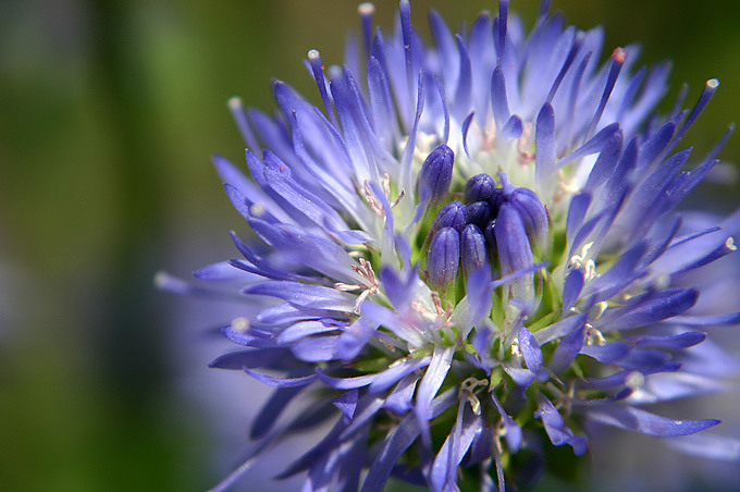 an extremely close - up s of the center of a purple flower