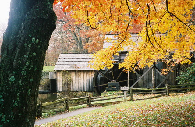 a wooden shack in the woods with yellow leaves