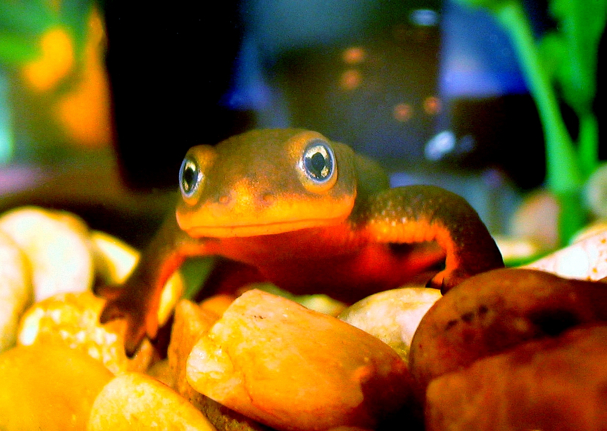 a brown frog with blue eyes is surrounded by small yellow bananas