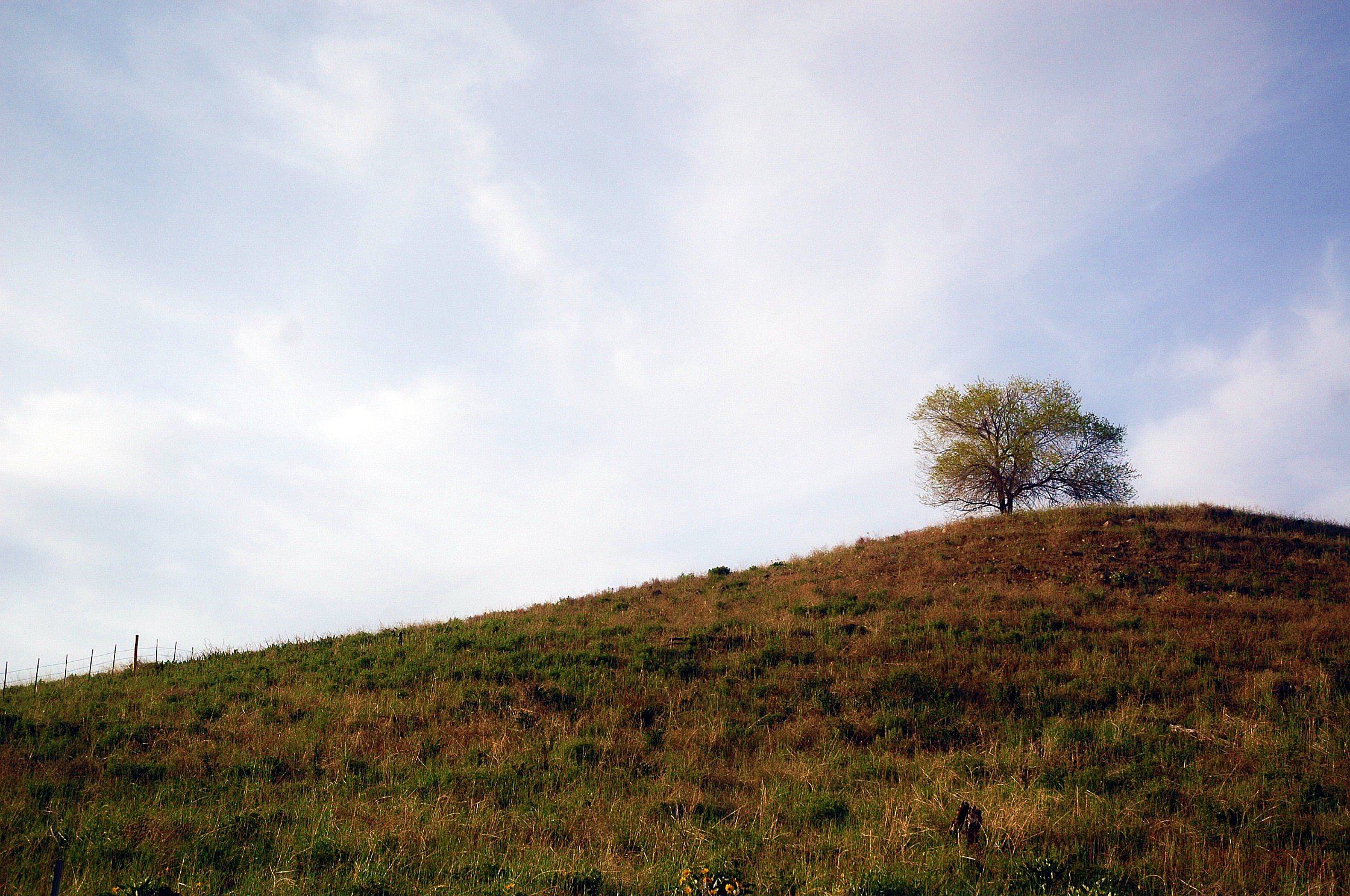 an lone tree is on the top of a grassy hill