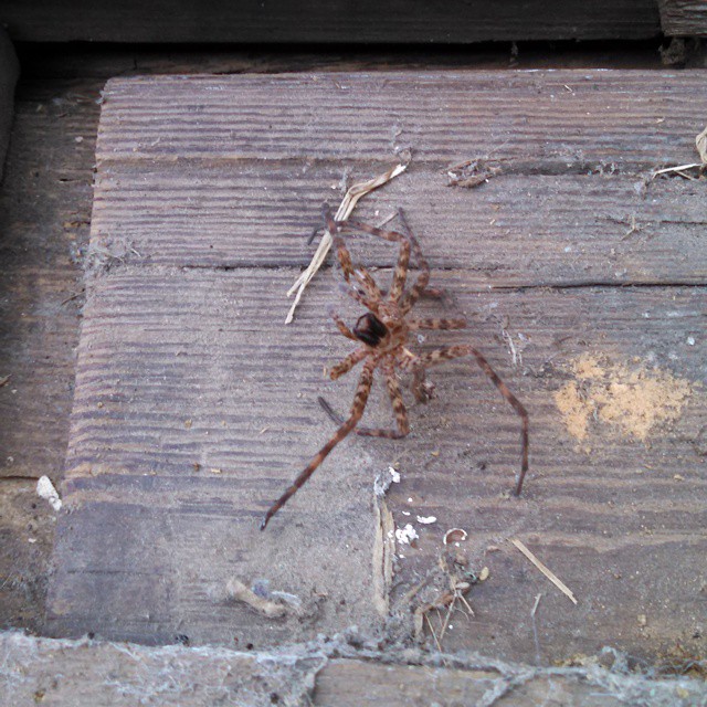 a brown spider crawling on a dirty wood surface