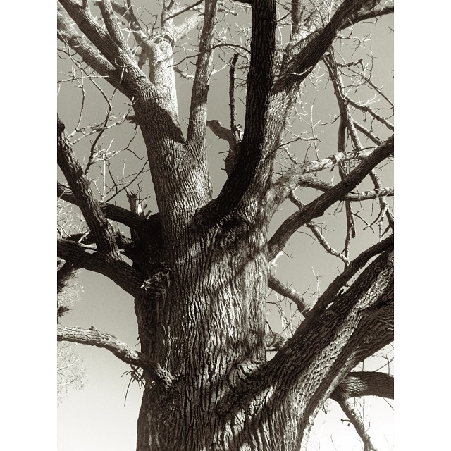 an old tree sitting in a field near the woods